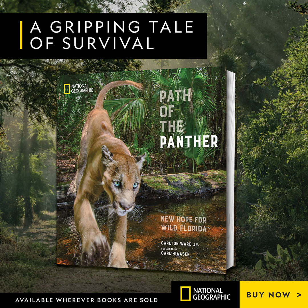 “Path of the Panther” isn’t just about recovering an iconic endangered species in the Everglades. It’s a global example of how protecting wildlife corridors can sustain balance for nature and people.  

Learn more: amz.run/6cpM