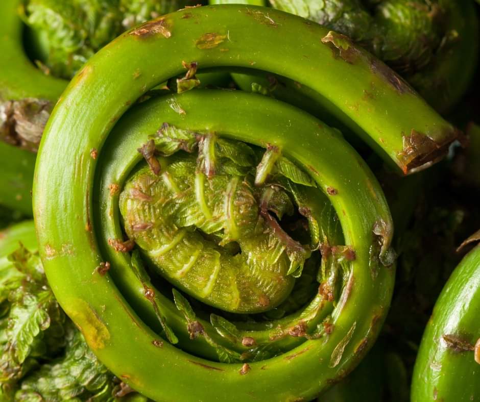 pfenningsfarm's tweet image. It&apos;s May! ☺️ We&apos;re transplanting, growing, and saying hello to new seasonal produce. For this month&apos;s #FindLocalFriday, be sure to keep your eyes open for fiddleheads - it&apos;s the only time of year you can get them! 

Looking for other local options this month? Check it out!