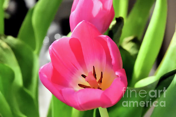 JohnStone996's tweet photo. New artwork for sale! - "Pink Tulip 1" - https://t.co/AQtD5lDPGC @fineartamerica https://t.co/3DVJpNQqHK