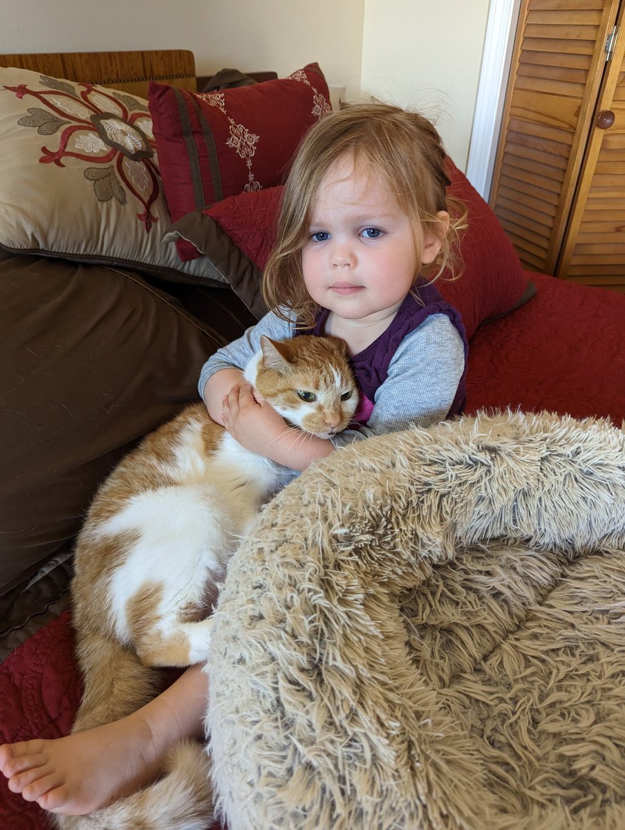 pdolan01's tweet photo. This may look adorable. But, it is, in fact, a hostage situation. #kitty #RobynRose #sister #snuggle https://t.co/4FRLxTiRnE