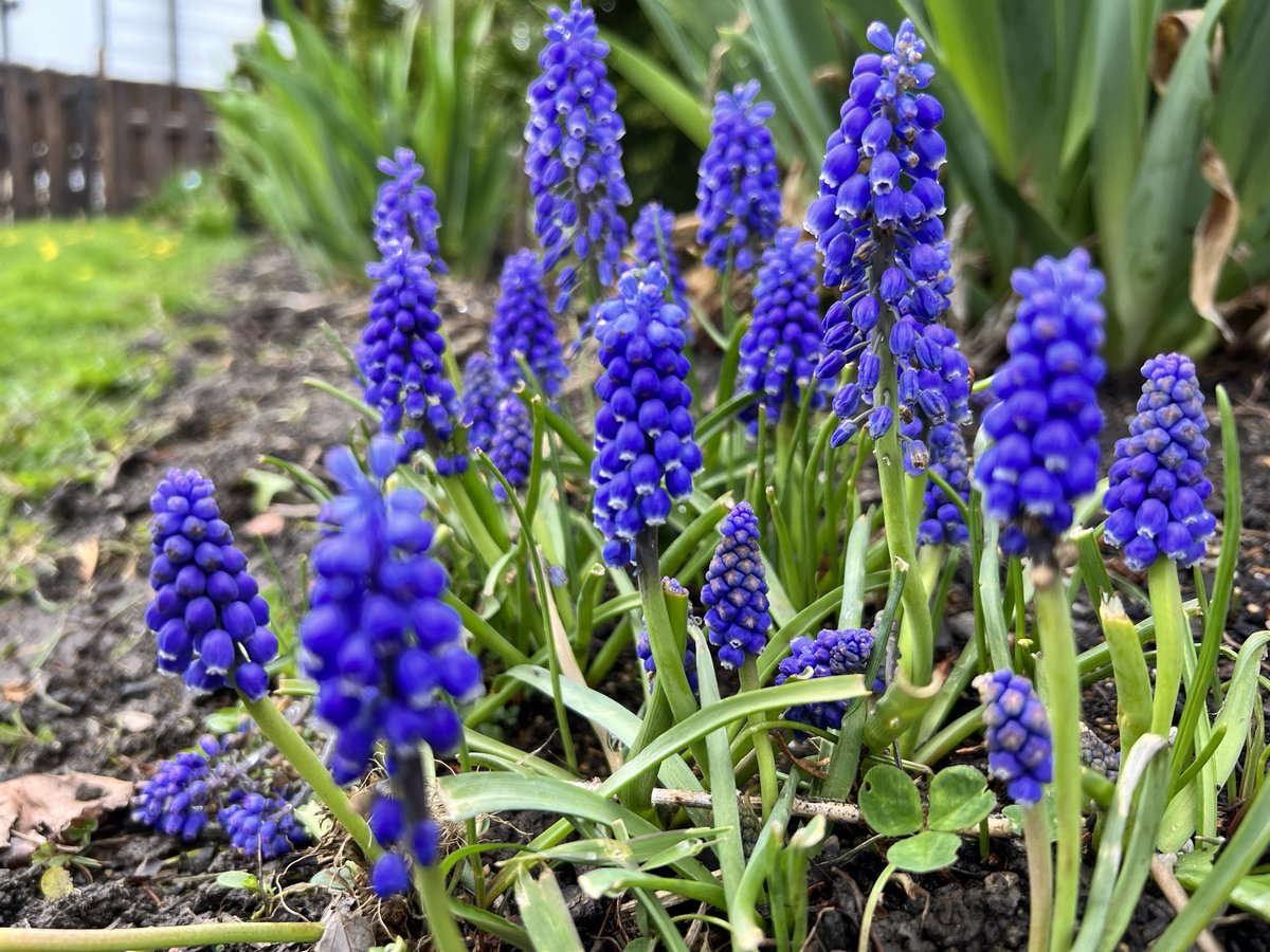 GeekGarden's tweet photo. Grape Hyacinths here in western New York 🍇 
#fridayflowers #hyacinths #GardeningTwitter #FLOWER #FridayFeeling https://t.co/WUyu2HKyap