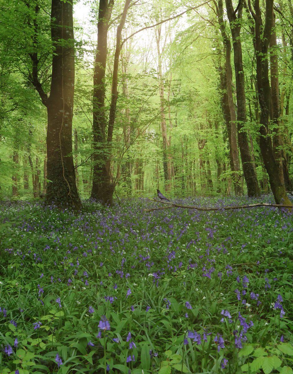 Addicted to this Forest 😍

#Bluebells #bluebellwoods #ireland @ThePhotoHour @CanonUKandIE