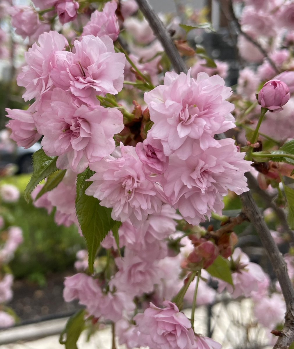 A flower never stops trying to bloom! Blooms from my Japanese Weeping Cherry Blossoms #Flowers