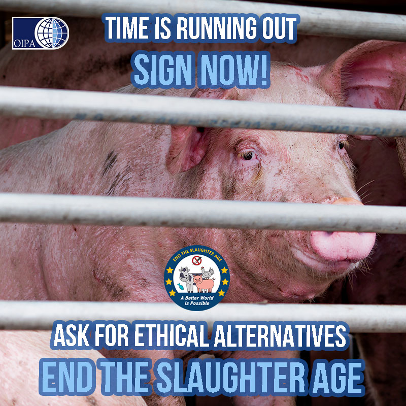 #EndtheSlaughterAge No more intensive farms, only sustainable production to save our planet: if you also think that this should be our future, sign the initiative and ask for a Europe without slaughterhouses. 
Time is running out ⏰ 👉 oipa.org/international/…