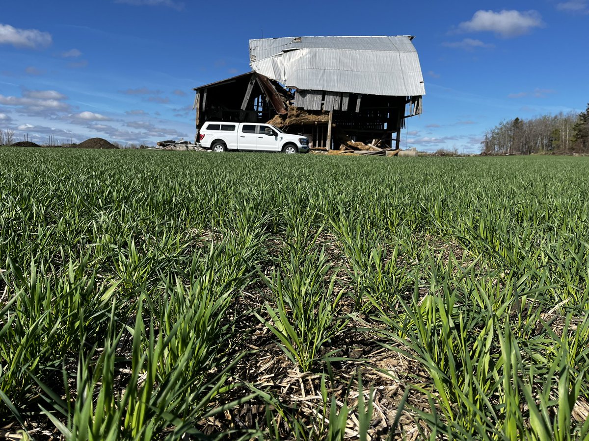 Starter fertilizer in winter 🌾 pays!  150 lbs map vs no map. Picture tells the story and weigh wagon this fall will confirm it. Neat to 👀 plant health differences with drone and Canopeo canopy cover. Guess which ones have map ! <a href="/JoFollings/">Joanna Follings</a> <a href="/WheatPete/">Peter Johnson</a> <a href="/Mr_Earl00/">Colin Earl Elgie</a> <a href="/PioneerSeedsCA/">Pioneer Seeds Canada</a>