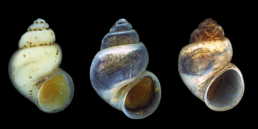 ejtaxonomy's tweet photo. [#Malacology] Morphology and taxonomic assessment of eight genetic clades of  Mercuria Boeters, 1971 (#Caenogastropoda, #Hydrobiidae), with the  description of 5 #NewSpecies 

✒️ @millerson1983 et al.
DOI: https://t.co/Xi42NcB0Wh
#taxonomy #phylogeny #freshwater #gastropods https://t.co/fI8RUOV9Js