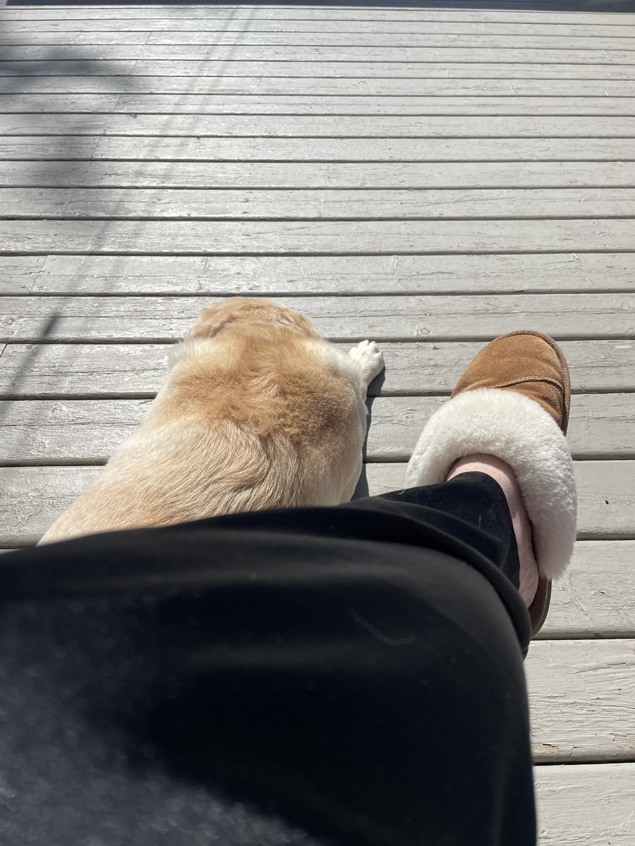 YstoneYstone's tweet photo. There’s a scraper to prepare the deck for stain about 3 feet from us….we are staying as far away as possible for another little while at least. #catchsomerays #worktobedone #justbreathe #NLwx @EddieSheerr https://t.co/vB8A0KJZmI