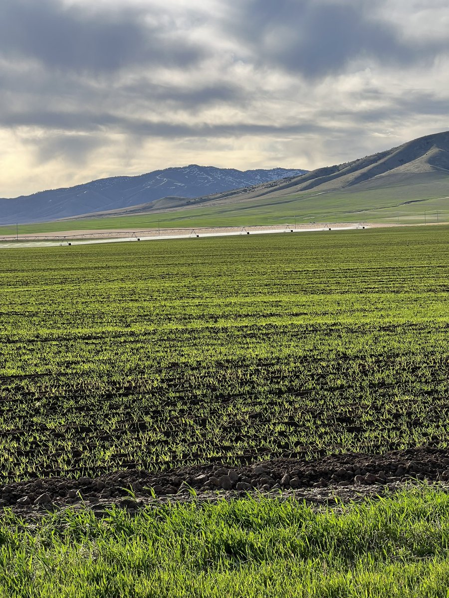lucaspratling's tweet image. Another year another Barley crop.