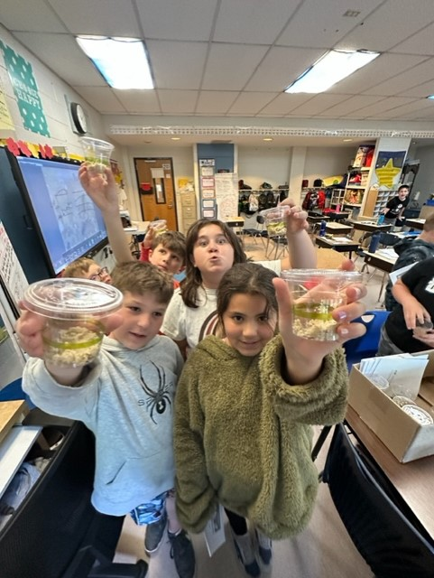 Third grade students raising caterpillars in science. A fun and engaging learning activity!