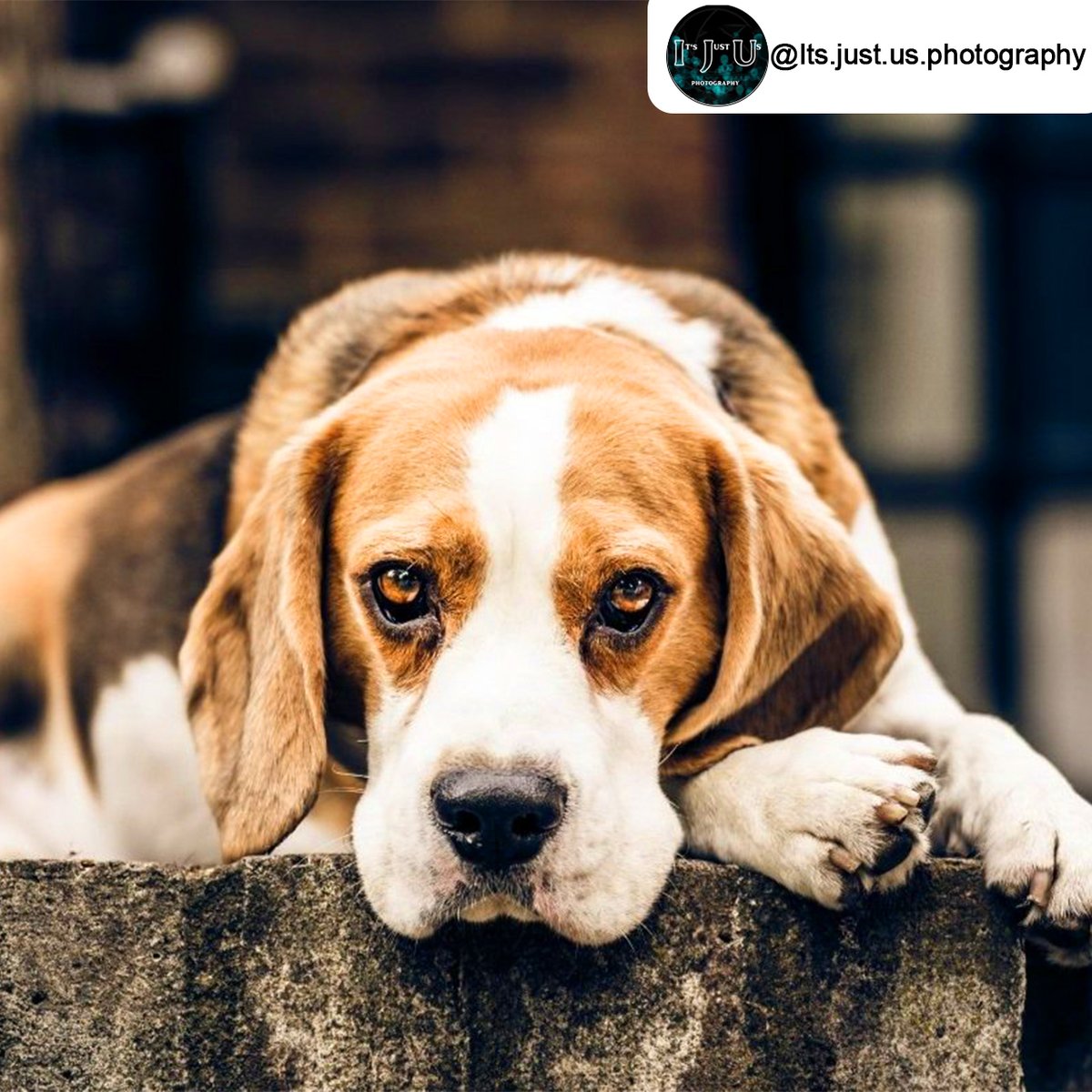Happy Wednesday!
Feeling the humpday vibe? You won't after viewing the passionate photography of It's Just Us Photography!

Recently featured in our Maidstone CommunityAd Magazine 😍
communityad.co.uk/exclusives/its…

#dog #maidstone #wildlifephotography #nature #naturephotography