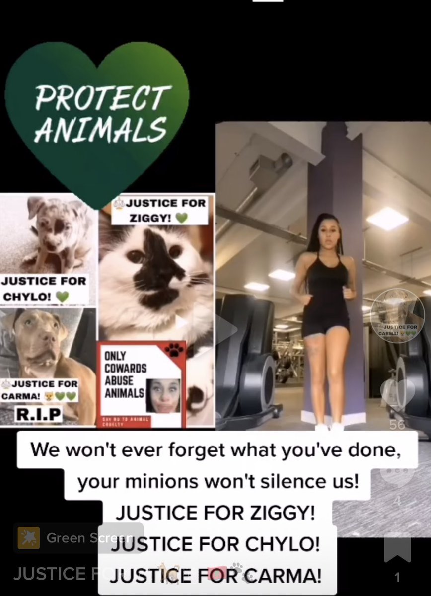 JusticeForCarma's tweet photo. @Chy_baddiee You will always be known as chyanne the animal abuser. https://t.co/0xwSWzcxE2