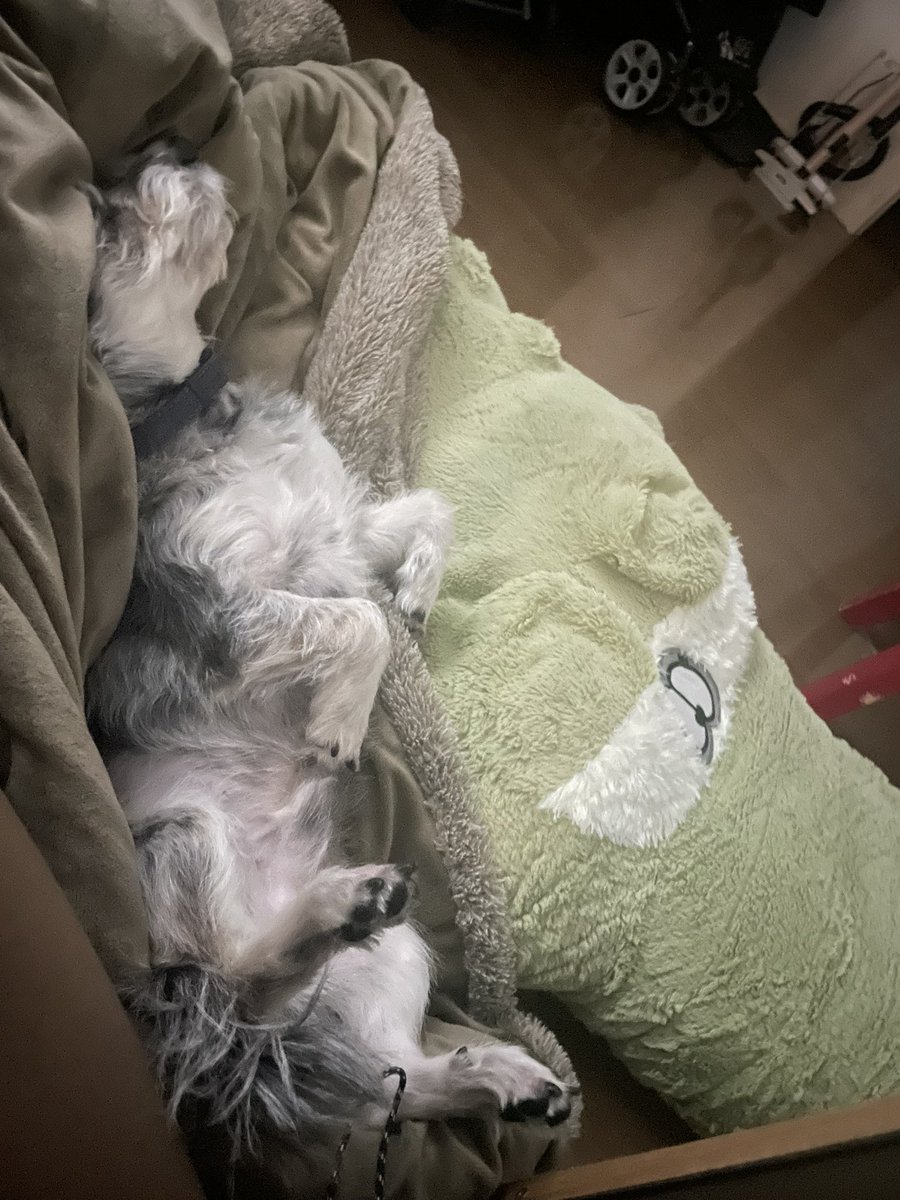 _Carpediem_'s tweet photo. どういう寝方？

癒し(* ´  ` *)ᐝ https://t.co/dYLpcuHjoV