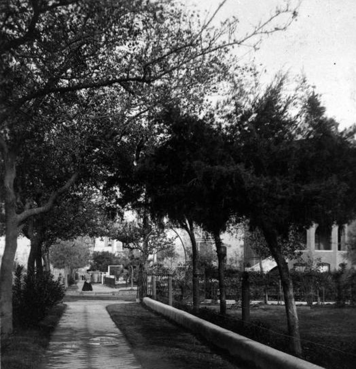 houstonlibrary's tweet image. Springtime is here! It’s a great time to admire some of the lovely trees that have become part of #HoustonHistory. Stop by #HPLHHRC to see photos of trees like this one from &quot;Views in Texas!&quot;tinyurl.com/HoustonTrees  #OneHoustonOneLibrary #ILoveHPL #FromTheArchives