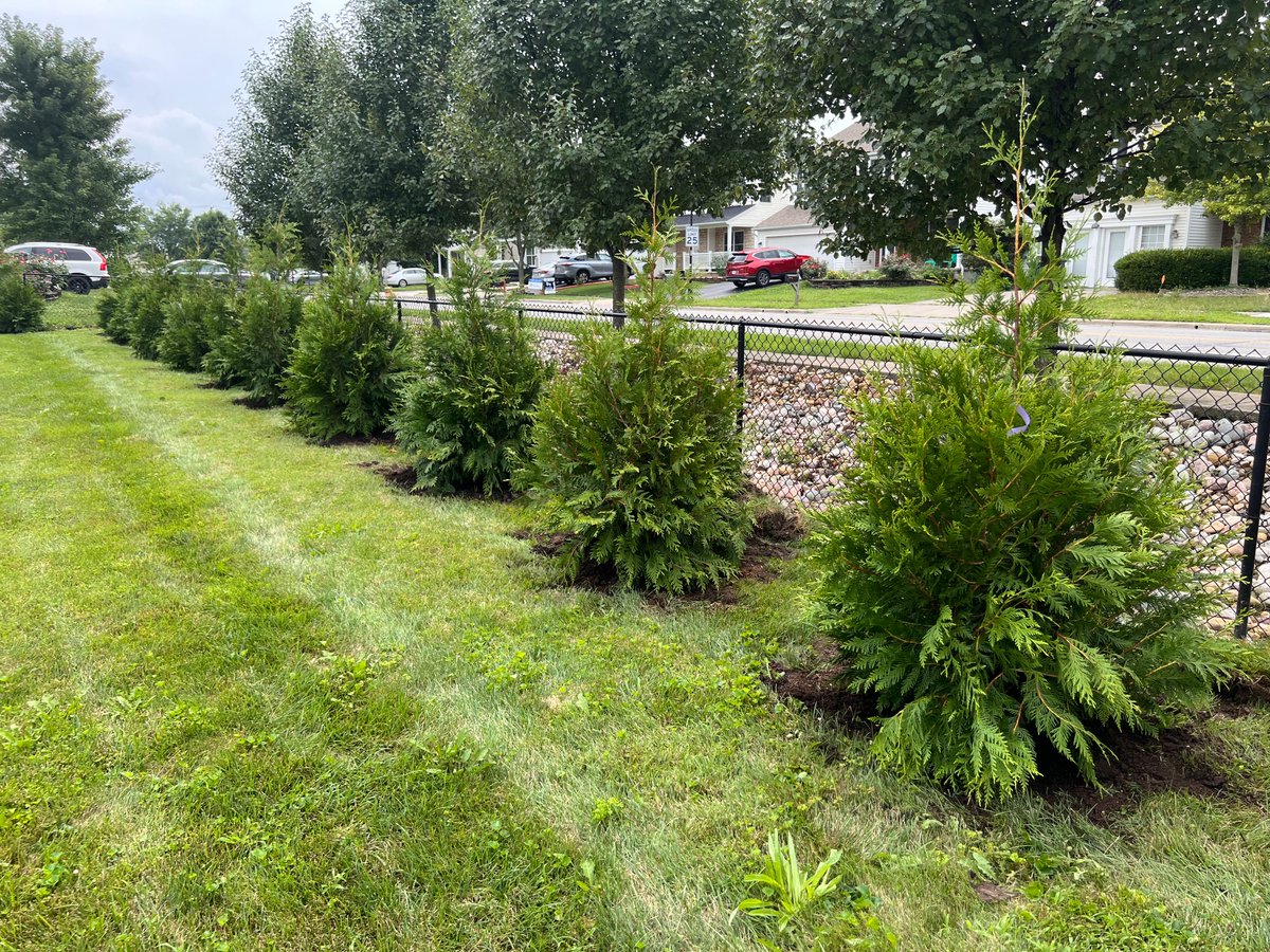 USAEvergreens's tweet image. These 5-6&apos; Thuja Green Giant beauties will provide a dense and lush evergreen screen for privacy, wind reduction, and noise dampening. #privacytrees #evergreens #arborvitae #naturalfence #thuja #greengiants #americanevergreens #screening #treeborders