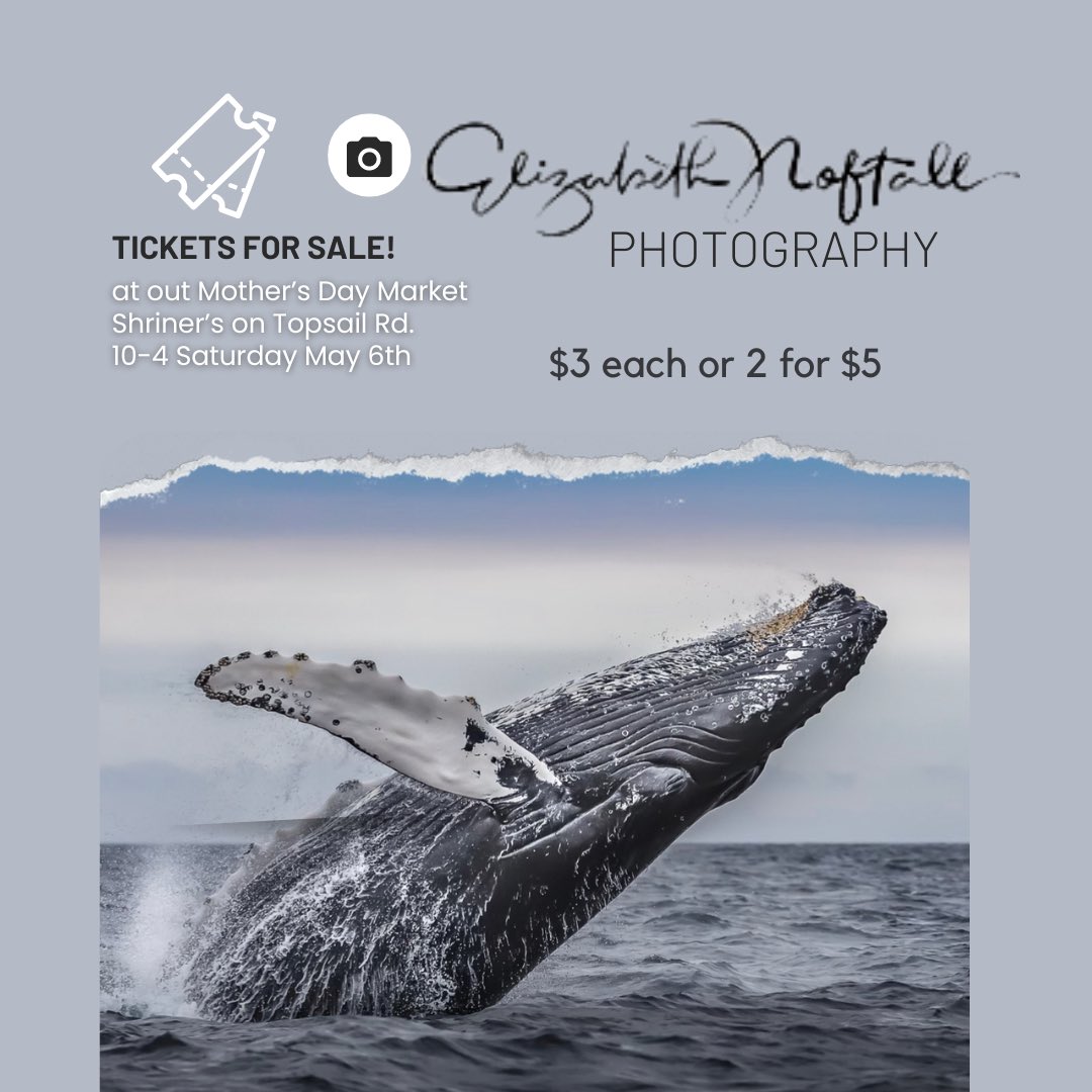 Thank you to our volunteer photographer Elizabeth Noftall for donating this stunning photograph of a breeching humpback whale! 🐋🤍

We’ll be selling tickets on this framed 11x14 beauty at our market tomorrow. Tickets will be $3 each or 2 for $5!