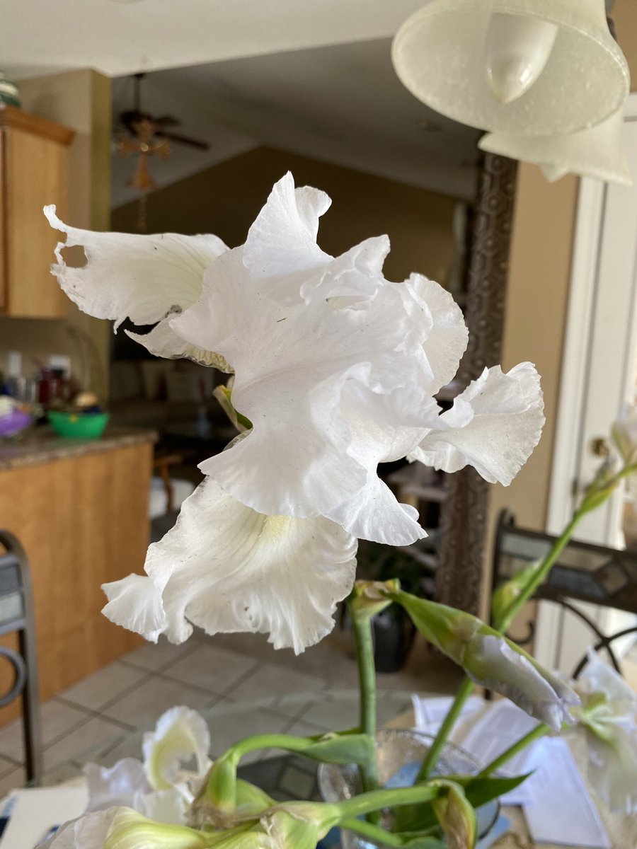 A special blossom for mom ♥️♥️