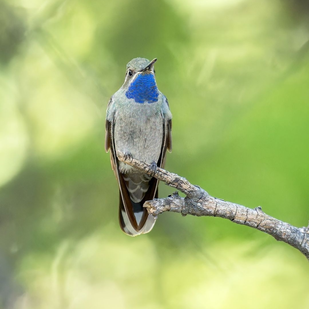 I think you are the Collaborator of my lively thoughts