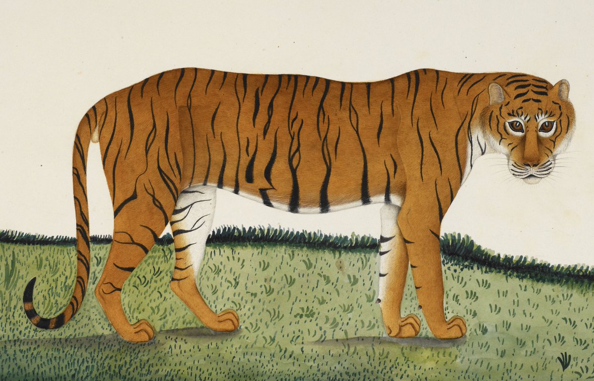 A gharial, llama and tiger painted for Lady Hastings in our latest blog post: blogs.bl.uk/asian-and-afri…

#sciart #science #naturalhistory #Animals #tigers