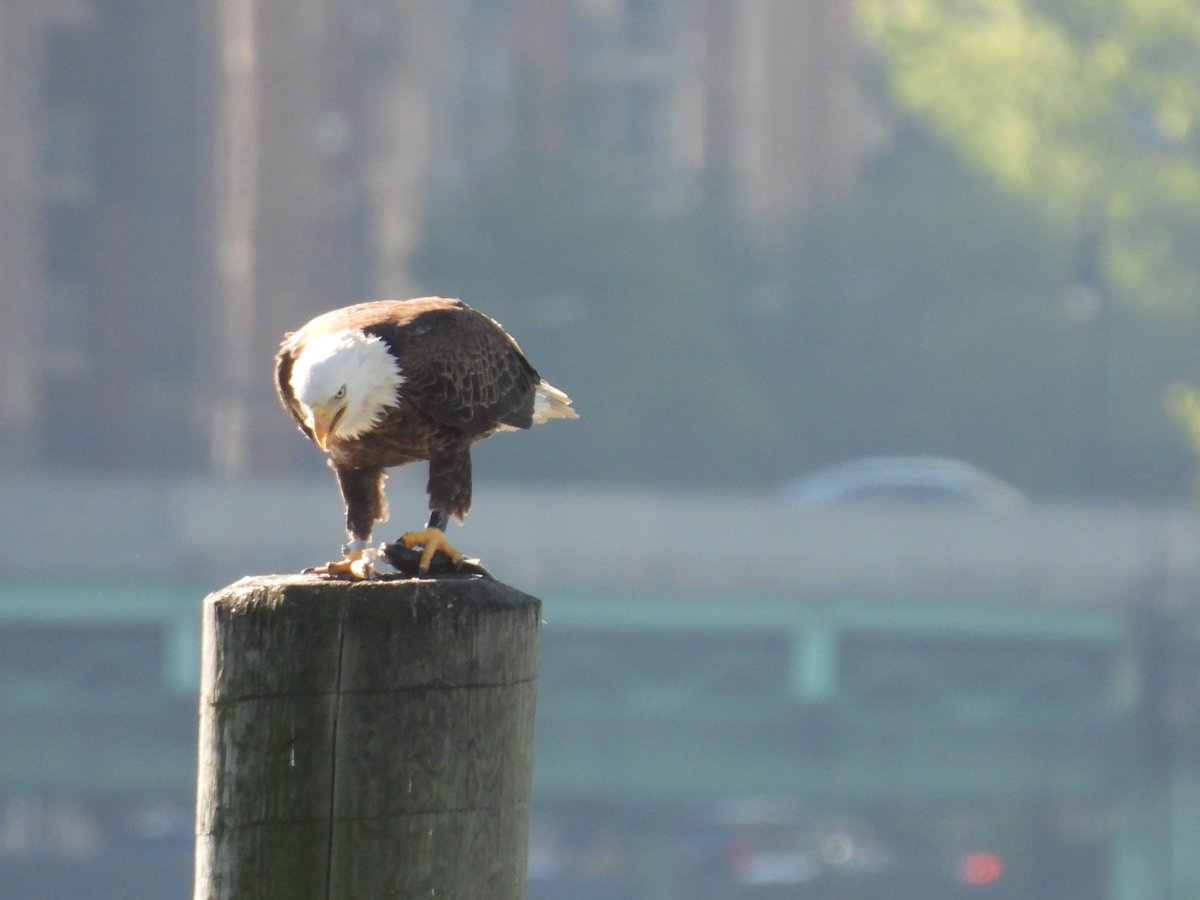 ClimateAbility's tweet photo. These majestic birds never cease to take my breath away when lucky enough to see them! A stunning Bald Eagle enjoying a fish breakfast on the Hudson this morning. 🦅 #Birdcp #Birdcpp #birding #birdwatching https://t.co/0WkBjp0HIE