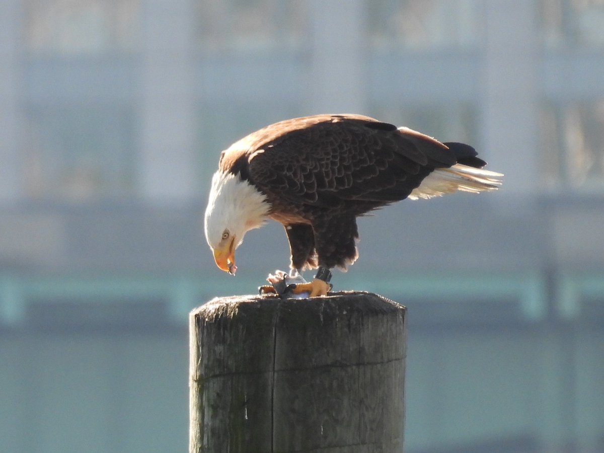 ClimateAbility's tweet photo. These majestic birds never cease to take my breath away when lucky enough to see them! A stunning Bald Eagle enjoying a fish breakfast on the Hudson this morning. 🦅 #Birdcp #Birdcpp #birding #birdwatching https://t.co/0WkBjp0HIE