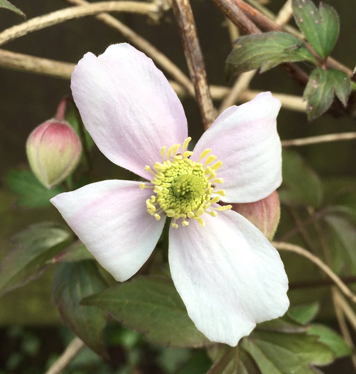 Good afternoon, the weekend as started. Hope everyone’s having a lovely Friday. My Clematis Montana is flowering
#FlowersOnFriday #Gardens #springgarden #FridayFeeling