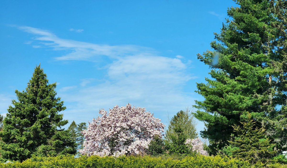 angel_of_london's tweet photo. πΈBeautifulπΈ Canadian Spring Morningπ
Happy Weekend Everyone!
#springtime
#canadianspring
#canadinspringtime
#beautifulday
#beautifulmorning
#canadianmorning https://t.co/mgMJwklZYG