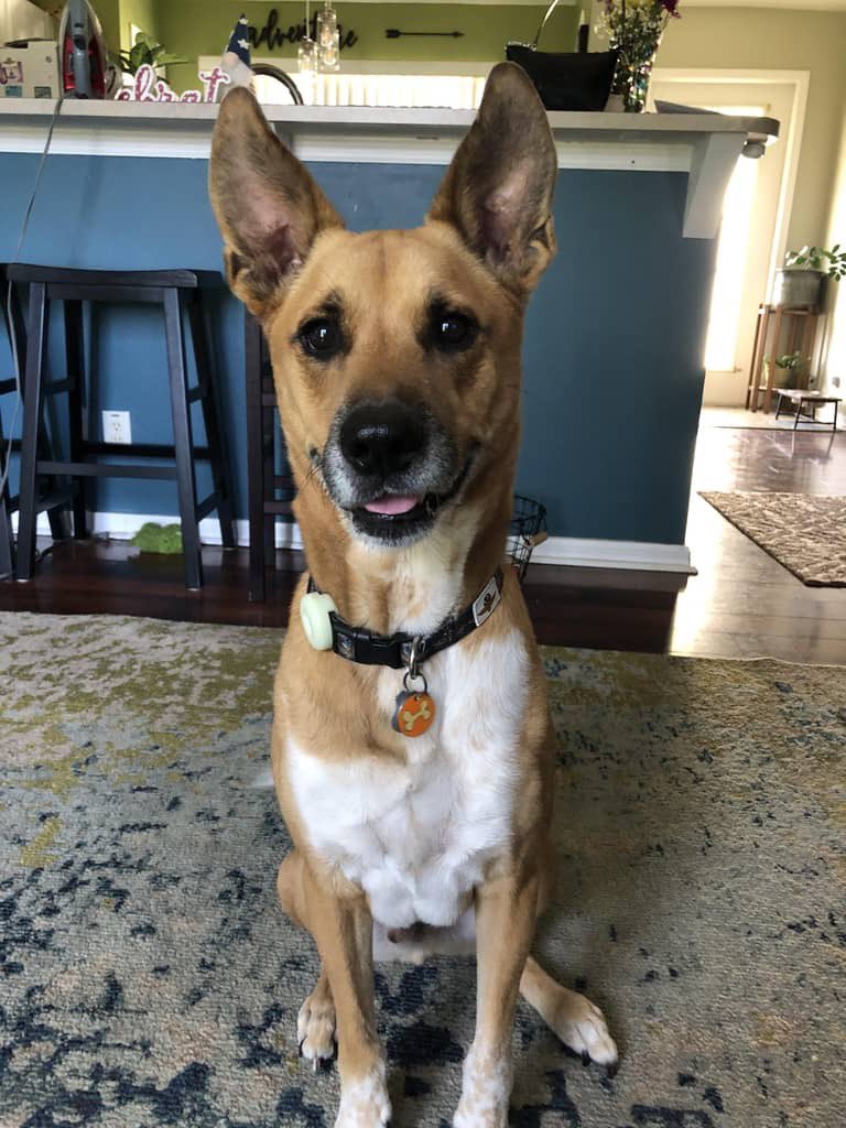 l0ved0gsmore's tweet image. My Finny is just the cutest! ❤️ #mutts #muttsoftwitter #doggo