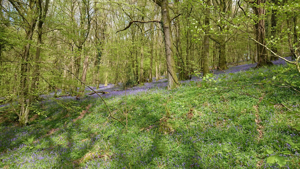 char_y202's tweet photo. @curlewcalls Great view! We made it to Knighton. Loved the dandelion post, they were a constant on everyday of the walk (along with the bluebells) #offasdyke https://t.co/dWPv1MK8DA