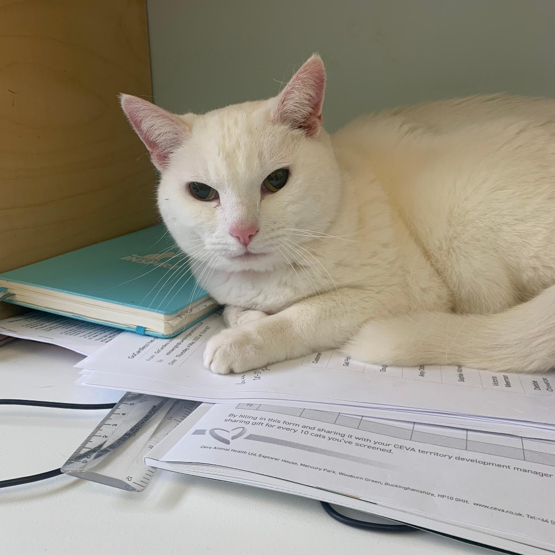 mini_wright's tweet image. Our Friday feline this week is the lovely Millie the snow queen.
She came in today for some dental work.
She was very brave today and enjoyed some treats after her procedure.
#felineonly #felinefriday #whitecat