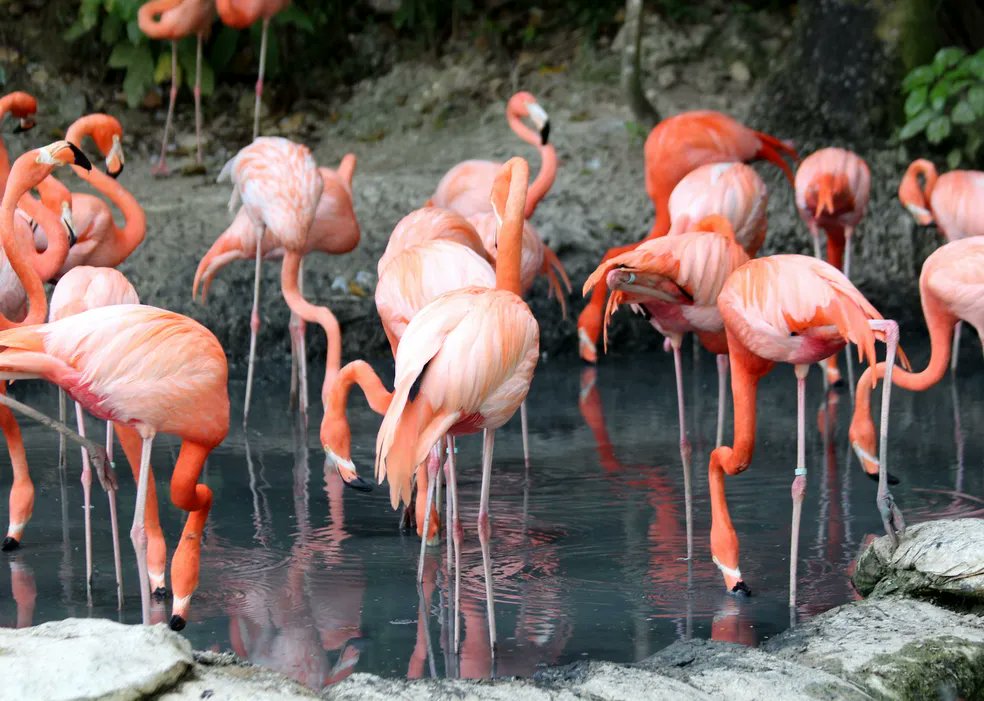 sigavidadebicho's tweet photo. Flamingos: 15 curiosidades sobre as grandes aves cor-de-rosa https://t.co/39YAXlZNGZ

Foto: Pexels/ zoosnow/ Creative Commons 

#vidadebicho #flamingos #animais #Curiosidades https://t.co/7U8buI7maB
