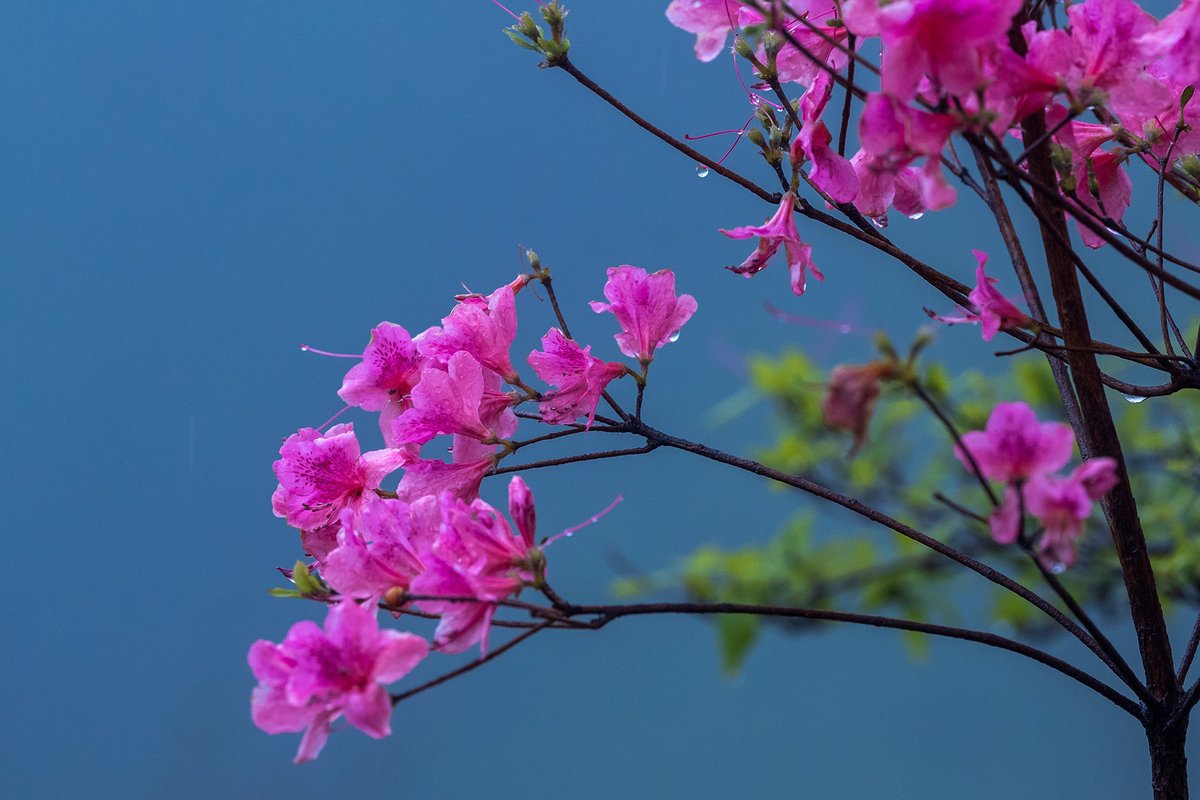 Visit_Henan's tweet image. Lushan, Henan Province: The flowers look beautiful after the rain #SpringinHenan