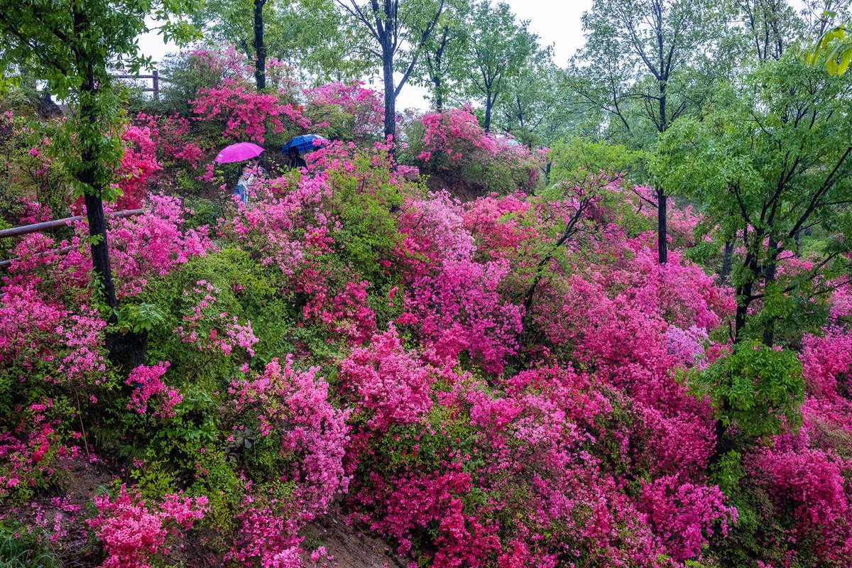 Visit_Henan's tweet image. Lushan, Henan Province: The flowers look beautiful after the rain #SpringinHenan