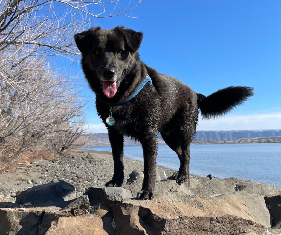 Wenatchee World on Twitter "Wenatcheebased PetHub Inc. — a local