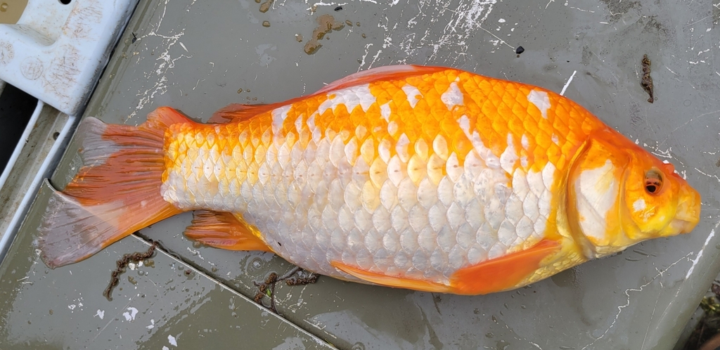 SERCfisheries's tweet photo. One of the most common fish observed during the #MallowsBay
#bioblitz was goldfish. Introduced into the US during the 1800s, they have spread widely. In the wild they can grow to over one foot in size. Most were brassy colored, but some were orange or white. @inaturalist 3/3 https://t.co/mw9UmAiqS0