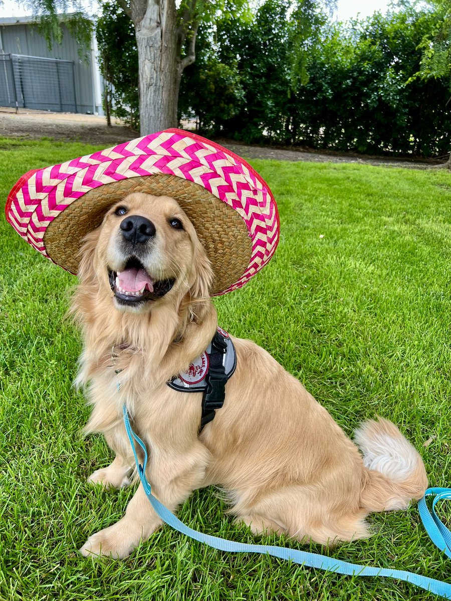 Canine_Support's tweet photo. Happy Cinco De Mayo from the dogs of CST! 🪇🎉🐾
#cincodemayo #servicedogsofinstagram https://t.co/TqFUZ7Uxd6