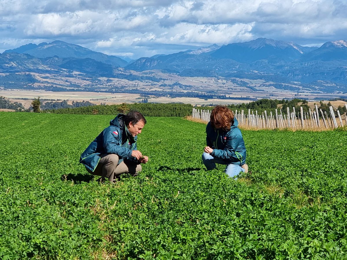 MinagriAysen's tweet photo. @sagchile #Aysén informa a productores/as que se encuentra disponible la lista de preseleccionados del concurso N°1 y N°2 #SIRSD-S 2023 en las oficinas #SAG de la región de Aysén, o comunicarse con sus operadores. https://t.co/yykhTeK21c