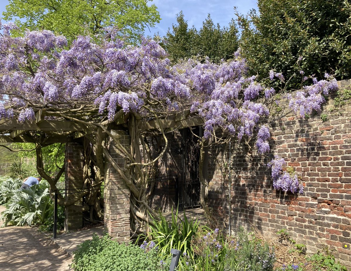 Gough_Clare_J's tweet photo. Hooray - the last couple of days’ sunshine has finally brought out the wisteria @Pitzhanger - looking (& smelling) fabulous in #Soane’s kitchen garden. Perfect place for a coffee over the long weekend #SoanesKitchen #wisteria https://t.co/jSlGs2vbvZ