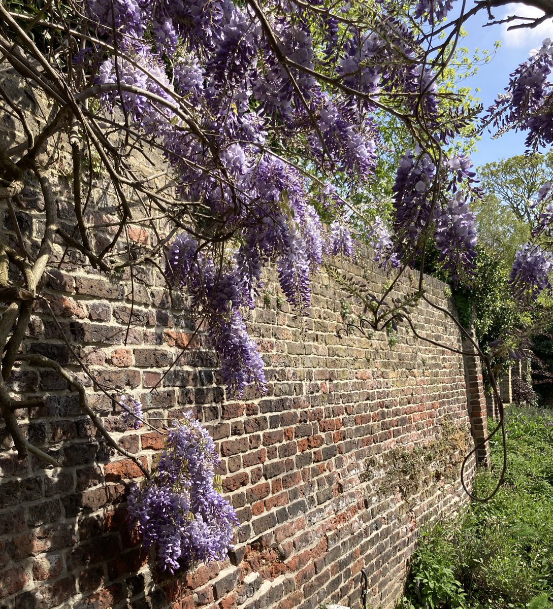 Gough_Clare_J's tweet photo. Hooray - the last couple of days’ sunshine has finally brought out the wisteria @Pitzhanger - looking (& smelling) fabulous in #Soane’s kitchen garden. Perfect place for a coffee over the long weekend #SoanesKitchen #wisteria https://t.co/jSlGs2vbvZ