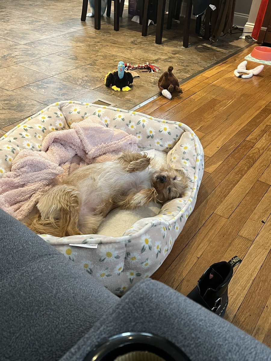 corruptwasp's tweet photo. I think she might be just a little comfy https://t.co/VJuKPbHrbv