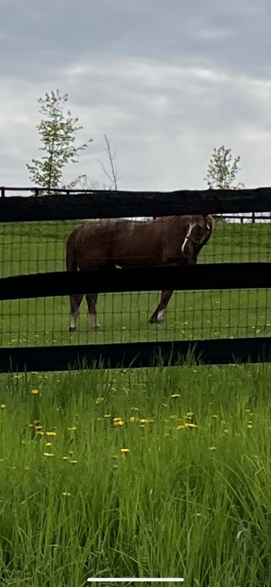 bcglass2012's tweet photo. On my way back from Home Depot this am, spotted the champ in a paddock, enjoying life, eating grass and looking at strangers, lol. #solomini https://t.co/o5t6pywmdS