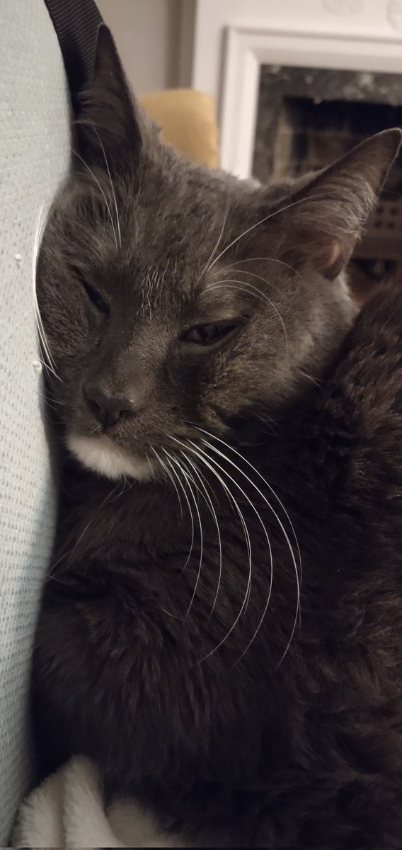 old friends senior hijack sanctuary tweet media