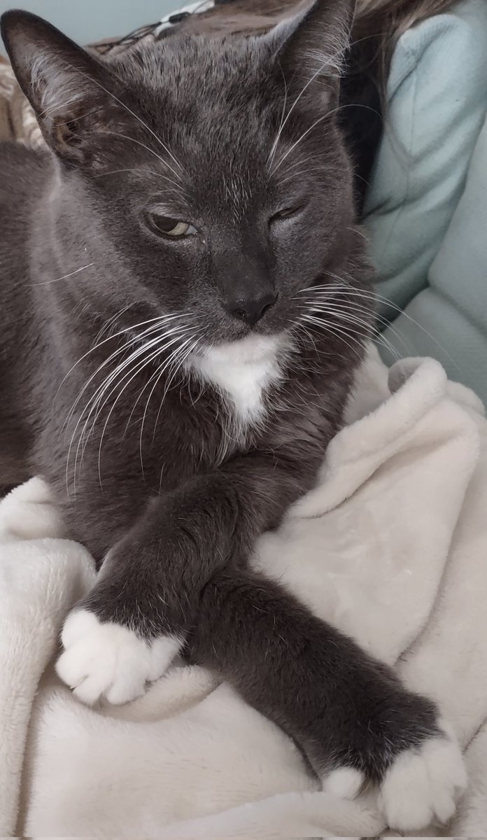 old friends senior hijack sanctuary tweet media