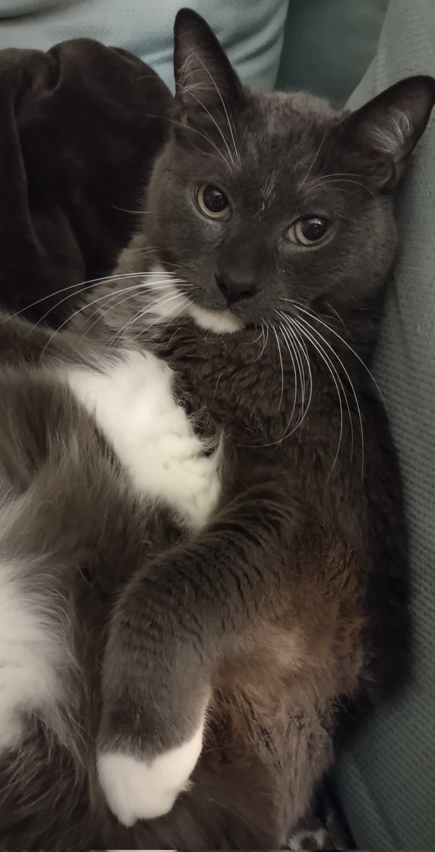 old friends senior hijack sanctuary tweet media