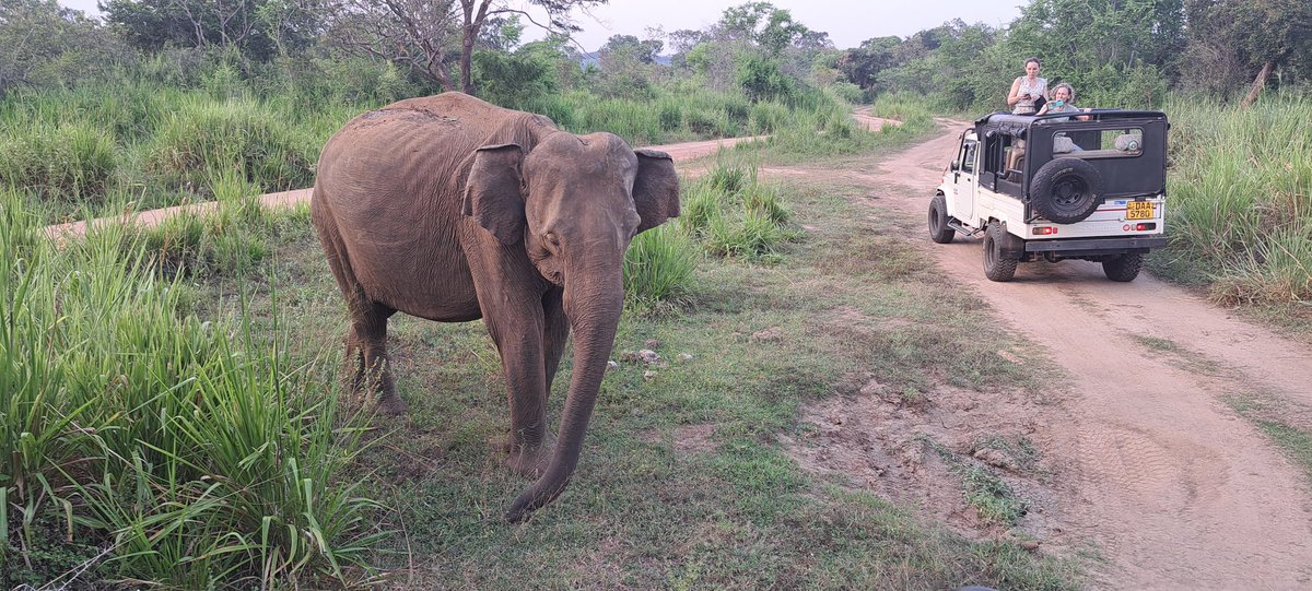 JagathGuna's tweet photo. @Chandan05596662 ECO Park smaller than #Kaudulla/#Minneriya etc but better for #wildlife and #wildlifephotography in #SriLanka, Its amazing beautiful Park with lot green. 16th Apr, I went &amp; stayed almost 3 hrs and saw  more than  25 #elephants but not as single  group, scattered across the park. https://t.co/slk0wo5DTn