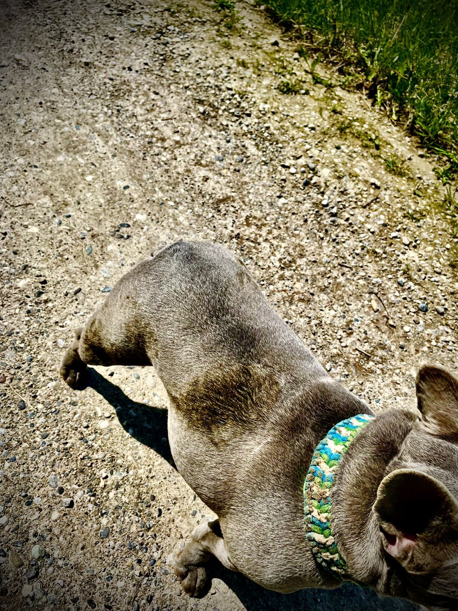 Wir sind jetzt getarnt. Also optisches Tarnmuster. Dafür erriecht man den Hund auf 100 Meter.