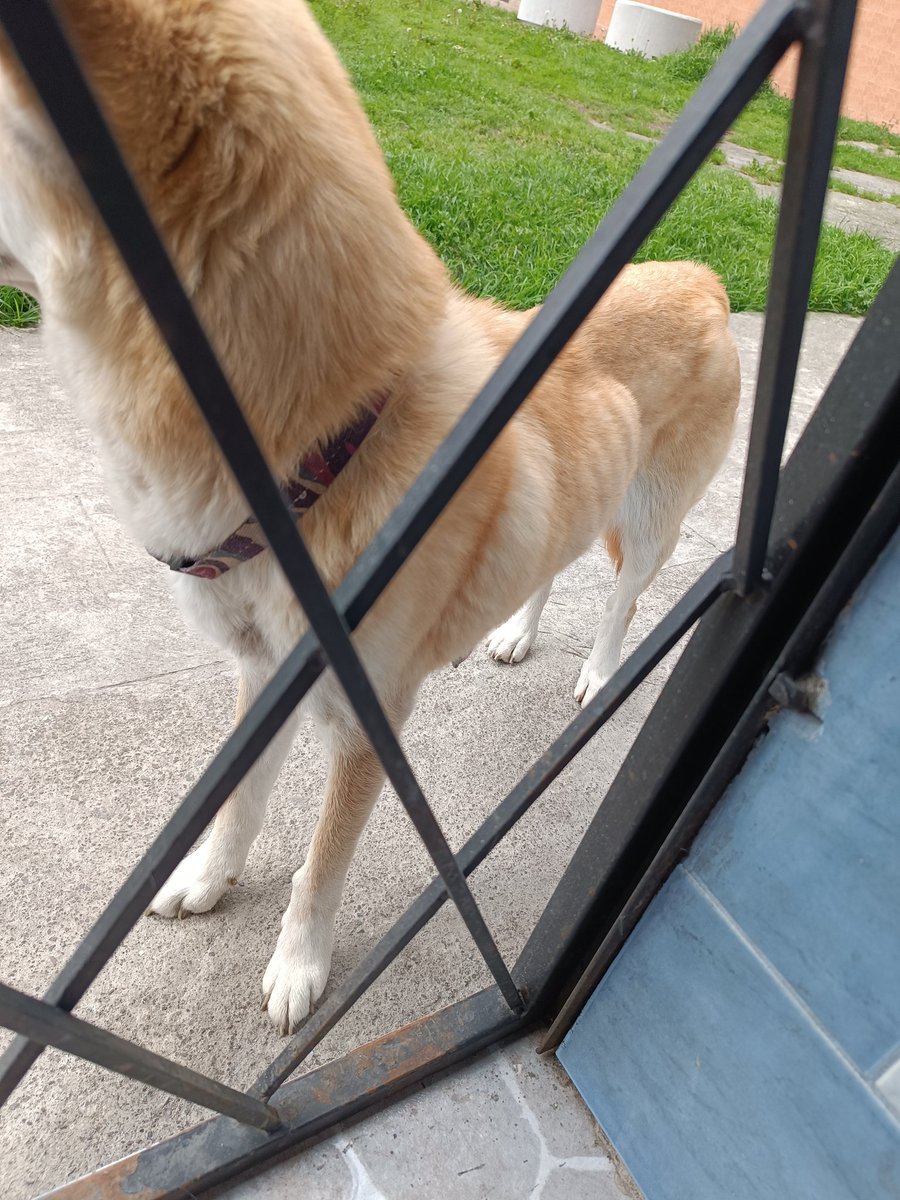 karlapadilla46's tweet photo. Hola amigos/as recurro a este medio para que me ayuden a llegar a las autoridades de @UBA_Quito o alguna fundación que pueda rescatar y llevar a esta perrita del hogar irresponsable en el que vive. Tiene un "hogar" pero pasa fuera, aparentemente sin agua y comida. 1/3 https://t.co/eYVNMSAvW1