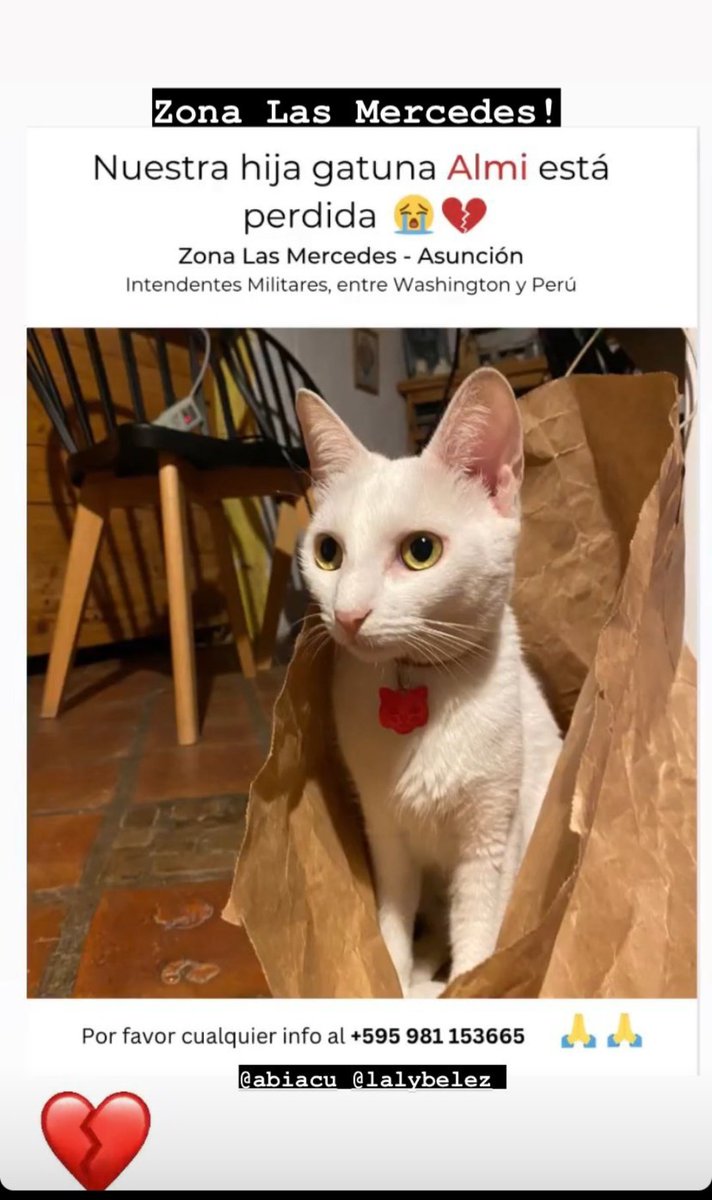 animalitos_b's tweet photo. Rt para que Almi hermosa vuelva rápido con su familia. https://t.co/UCwWn7XZhv