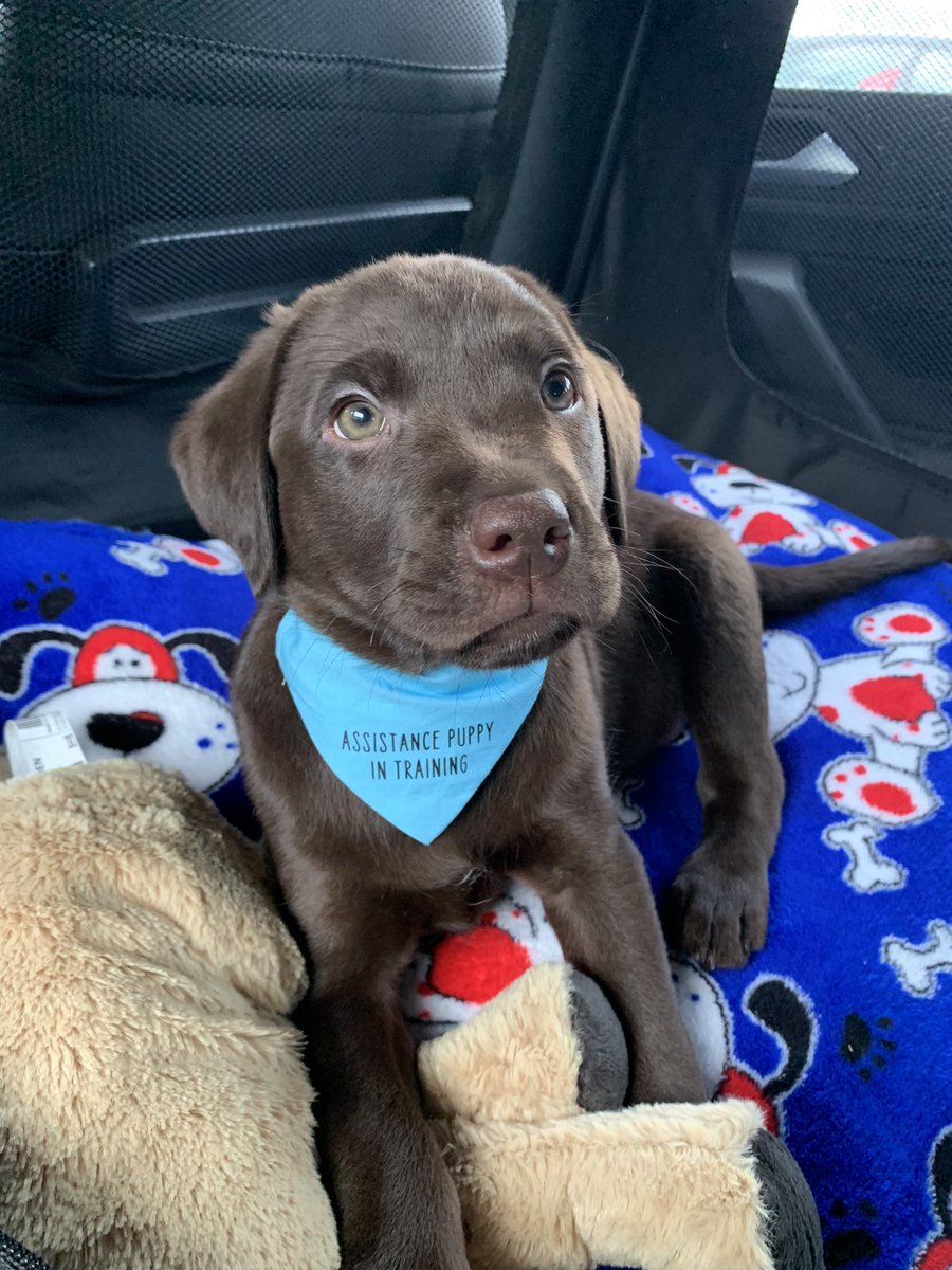 tailsofhuxley's tweet photo. Met my human mum today I’m going to make a fantastic assistance dog for her @TullyKearney #assistancedogintraining #chocolatelabrador #kcregisteredlabrador #puppy #puppiesofinstagram #firstdayatmynewhome https://t.co/7j0deRlrzB