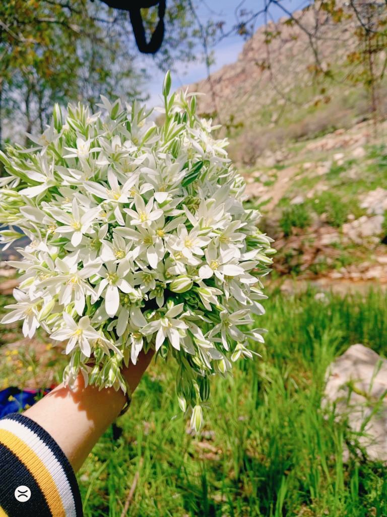 ayse_tgn's tweet photo. Çiçeklerin olmadığı yerde insanlar yaşayamaz. 🌸💐 https://t.co/Okxe1jKvcn
