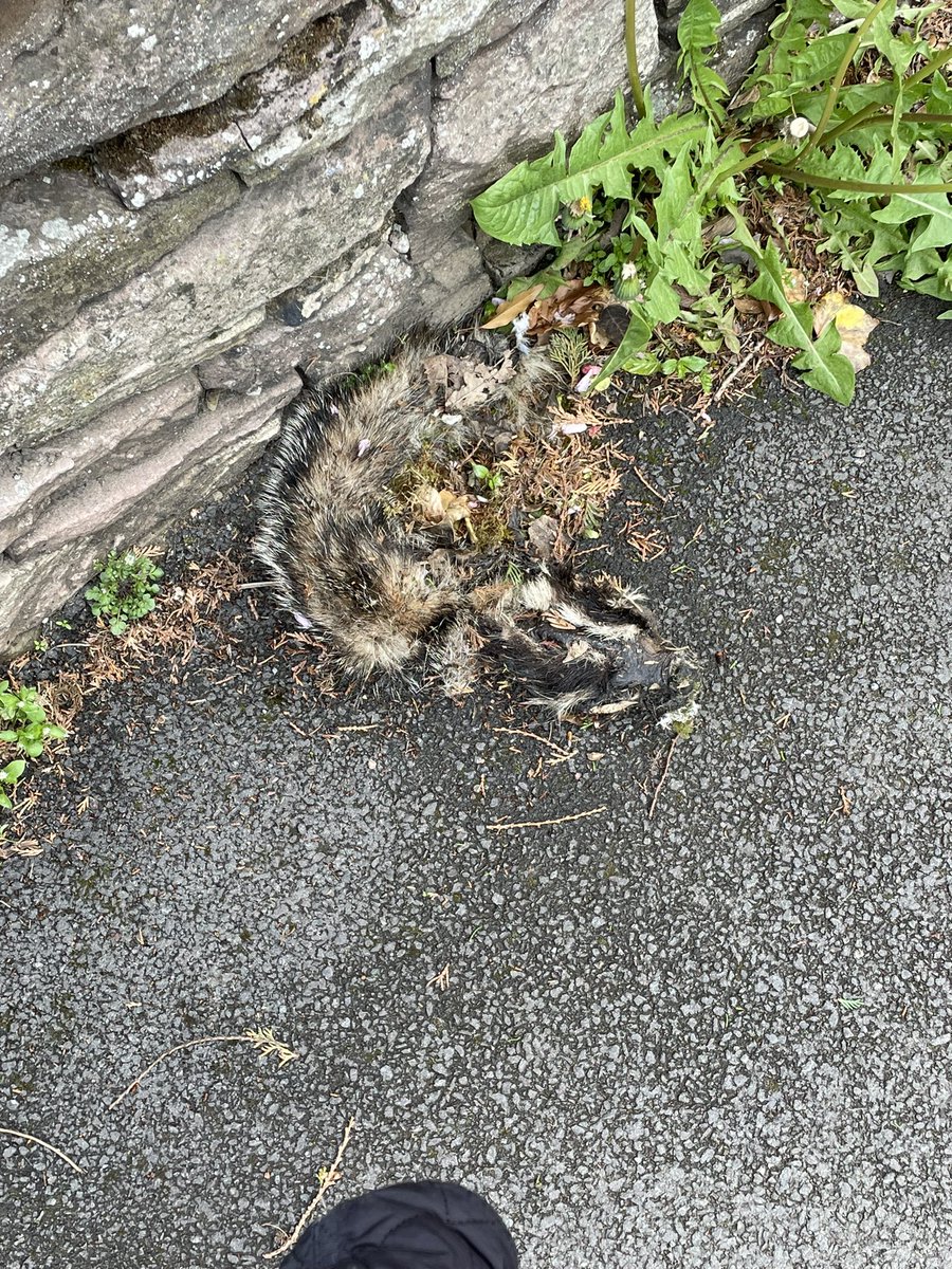 JessLo101's tweet photo. Dead plus bonus rude animals from the previous 2 days https://t.co/sUoQdxm0rh